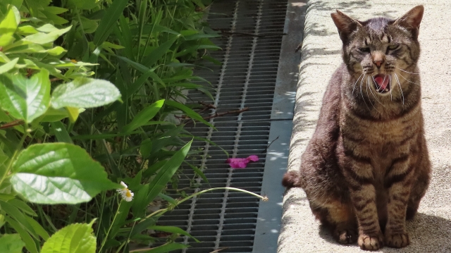 猫のあくび
